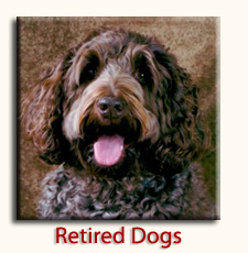 Burrinjuck Labradoodle : Retired